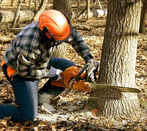 Tree Removal in Kinney, MN